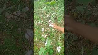 nature farming villagevlog gardening nasreenvillagevideos villagelife [upl. by Smart638]