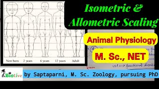 Isometric and Allometric Scaling [upl. by Gnuoy391]