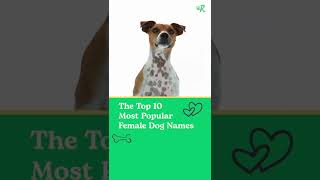 The Top 10 Female Dog Names [upl. by Llenahc]