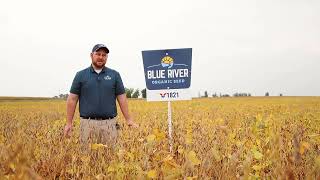 VIRTUE V1821 SOYBEANS  18 RM  ALBERT LEA SEED [upl. by Averir]