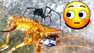 Redback Spider In Drain Pipe Kills Giant Grasshopper [upl. by Nitnerb]