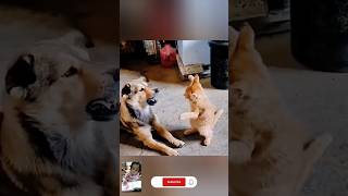 The end 😂😂funny short ytshorts animals pets dogs dog cats cat viral 🤣🤣🤣228 Funny Cats [upl. by Sunday]