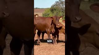 O Mercado do Senepol no Brasil fazenda gado pecuaria agro pecuariadecorte [upl. by Henriha968]