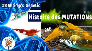 Crevettes caridinas  Les mutations 🦐 3 Shrimps Genetic [upl. by Ahsitneuq193]