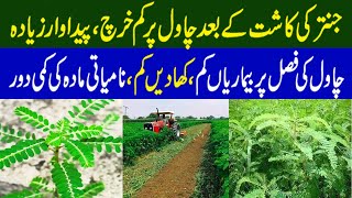 Benefits of Sesbania Cultivation  Jantar Ki Kasht  جنتر کی کاشت [upl. by Marr]