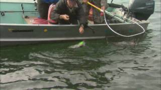 Canadian Sportfishing Downrigging for Lake Trout Plummers Arctic Lodges Great Bear Lake NWT Csf 24 07 01 [upl. by Annunciata498]