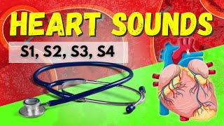 Heart Sounds Made Easy  S1 S2 S3 S4 and Murmurs Systolic and Diastolic [upl. by Esina]