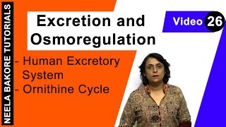 Excretion and Osmoregulation  NEET  Human Excretory System  Ornithine Cycle  Neela Bakore [upl. by Stephie]