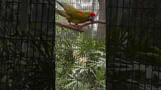 The redfronted macaw is a mediumsized parrot native to a small region in Bolivia [upl. by Ahon]