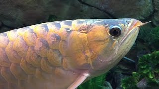 Biggest Golden Arowana Tank Scleropages formosus BEAUTIFUL  in Full High Definition [upl. by Irmo]