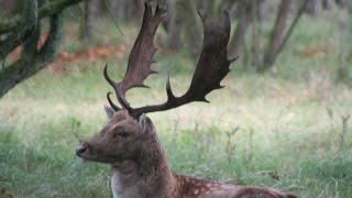 Im Wald zwischen viele röhrende Hirsche [upl. by Jagir]