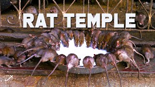 Karni Mata Rat Temple in Bikaner India  The Planet D [upl. by Nyltak]