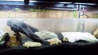 850 gph Powerhead moving water in a 125 gallon tank [upl. by Gievlos]