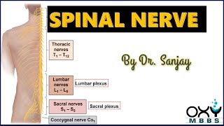 Spinal Nerves  For Regular MBBS students amp PG Aspirants [upl. by Ahsiam786]