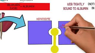 BILIRUBIN METABOLISM AND JAUNDICE TYPES AND CAUSES [upl. by Ailene]