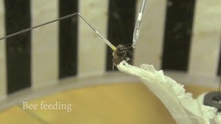 Assessing honey bee flight ability flying and feeding on a flight mill [upl. by Ayram]