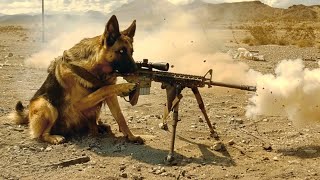 Kisi bhi TANK ko Uda sakta hai Ye ARMY Dog  FilmMovie Explained in HindiUrdu  Movie Story [upl. by Damara128]