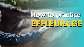 Effleurage Equine Massage Stroke [upl. by Ari217]