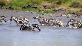 Masai 1000s of Zebra crossing Mara river full of crocodiles  Rare Millions of Wildebeest on run [upl. by Briana]