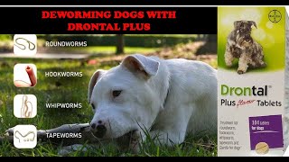 Deworming Dogs With Drontal Plus [upl. by Reivaj858]