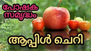 Apple Cherry  ആപ്പിൾ ചെറി  Barbados I പുളിയാപ്പിൾ പോഷക സമൃദ്ധം [upl. by Layla]