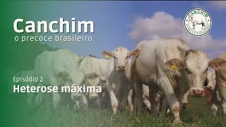 O Precoce Brasileiro ep2  Heterose máxima com Touro Canchim [upl. by Matthia]