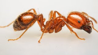 Solenopsis Geminata [upl. by Kent]