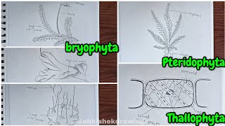 classification of plants bryophyta pteridophyta Thallophyta Divisions [upl. by Anilat]