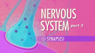 The Nervous System Part 3  Synapses Crash Course Anatomy amp Physiology 10 [upl. by Tab]