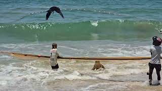 Amazing beach seine net fishing 🎣🐟 4000 kg catching in the sea 🌊 fishing seafoodmagic nature [upl. by Pelmas]