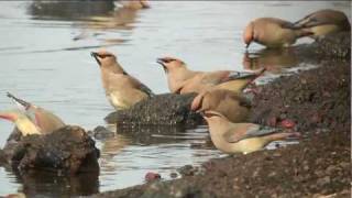 ヒレンジャク Japanese Waxwing Bombycilla Japonica [upl. by Akirahs]