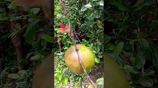 pomegranate treegardeningplants pomegranatefruit foodieme ytshorts [upl. by Inoek]