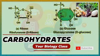 Carbohydrates  Biochemistry  Biology Class [upl. by Molloy426]