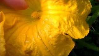 How to Hand Pollinate Pumpkins Zucchinis Squash [upl. by Odawa]