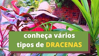 DRACENA conheça os tipos os cuidados e como podar [upl. by Bogoch]