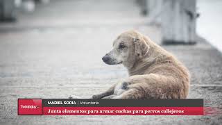 San Salvador de Jujuy fabrica cuchas para perros callejeros y pide ayuda [upl. by Byrne]