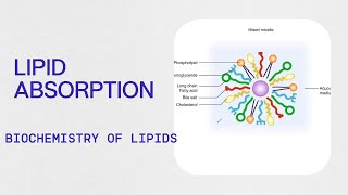 Biochemistry  Lipid Absorption [upl. by Brittni822]