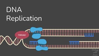 DNA Replication [upl. by Netty]