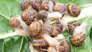 SNAIL FARMING IN AUSTRALIA  Freerange [upl. by Mariette]