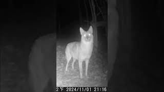 Coyotes Lanaudière coyotes coyote trailcamera trailscamera [upl. by Aihsenad]