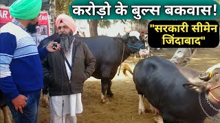 व्यापारियों के बेहतरीन घोड़े  sarangkheda horse mela 2023  chetak festival sarangkheda 2023 [upl. by Ellehsar]