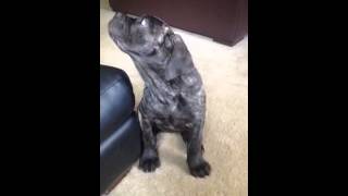 Cane Corso 11 weeks ADORABLE [upl. by Ellenhoj]