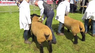 Defaid Suffolk  Suffolk Sheep [upl. by Telford]