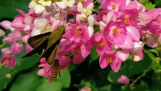 Flower Honey bee amp Butterfly in Symbiotic Relationship 🌷🐝🦋 [upl. by Hachmin639]