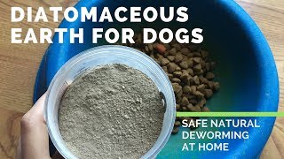 Diatomaceous Earth for Dogs  Safe and Natural Deworming at Home [upl. by Foy]