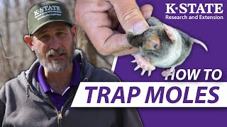 How YOU can trap moles successfully  KState Research and Extension Guides [upl. by Annovaj]