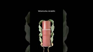 Welwitschia mirabilis [upl. by Rettke]