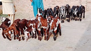 Betal Nagra Cute Bachy Altaf goat farm 03106939369 [upl. by Josefina]