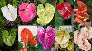 The Most Popular Colors Of Anthurium Flower Beautiful Colors And Beautiful Anthurium 😍😍🌸 [upl. by Eal]