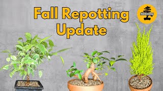 Fall Repotting Update How My Bonsai Trees Are Doing [upl. by Sugna]